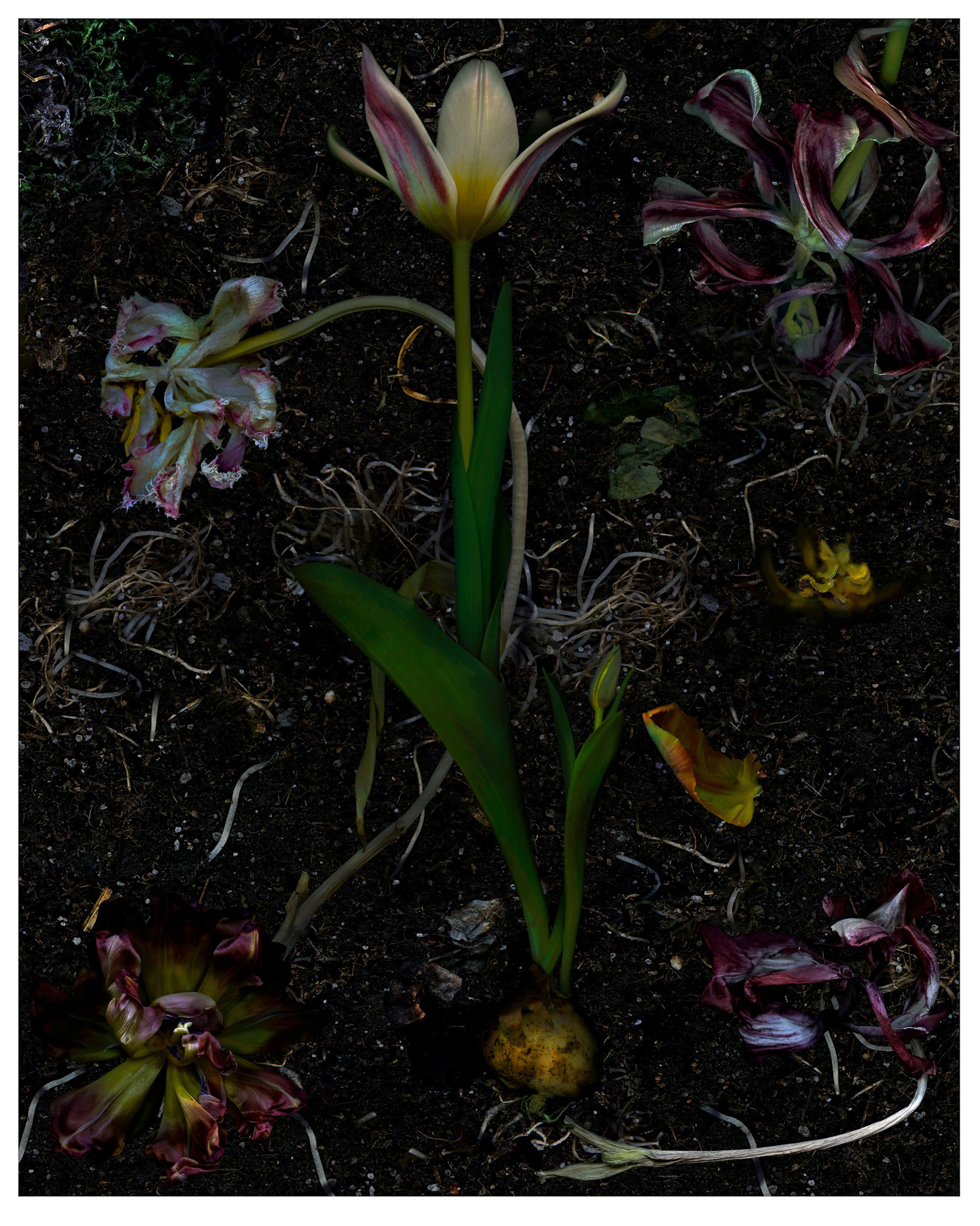 Zoltan Gerliczki, Tulip regenerations Zoltan Gerliczki, Tulip regenerations
