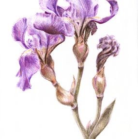 Fine Art Drawings, Blooming and Wilting 01, Tanya Sviatlichnaya