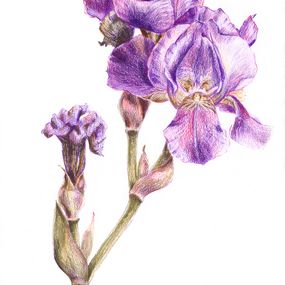 Fine Art Drawings, Blooming and Wilting 02, Tanya Sviatlichnaya