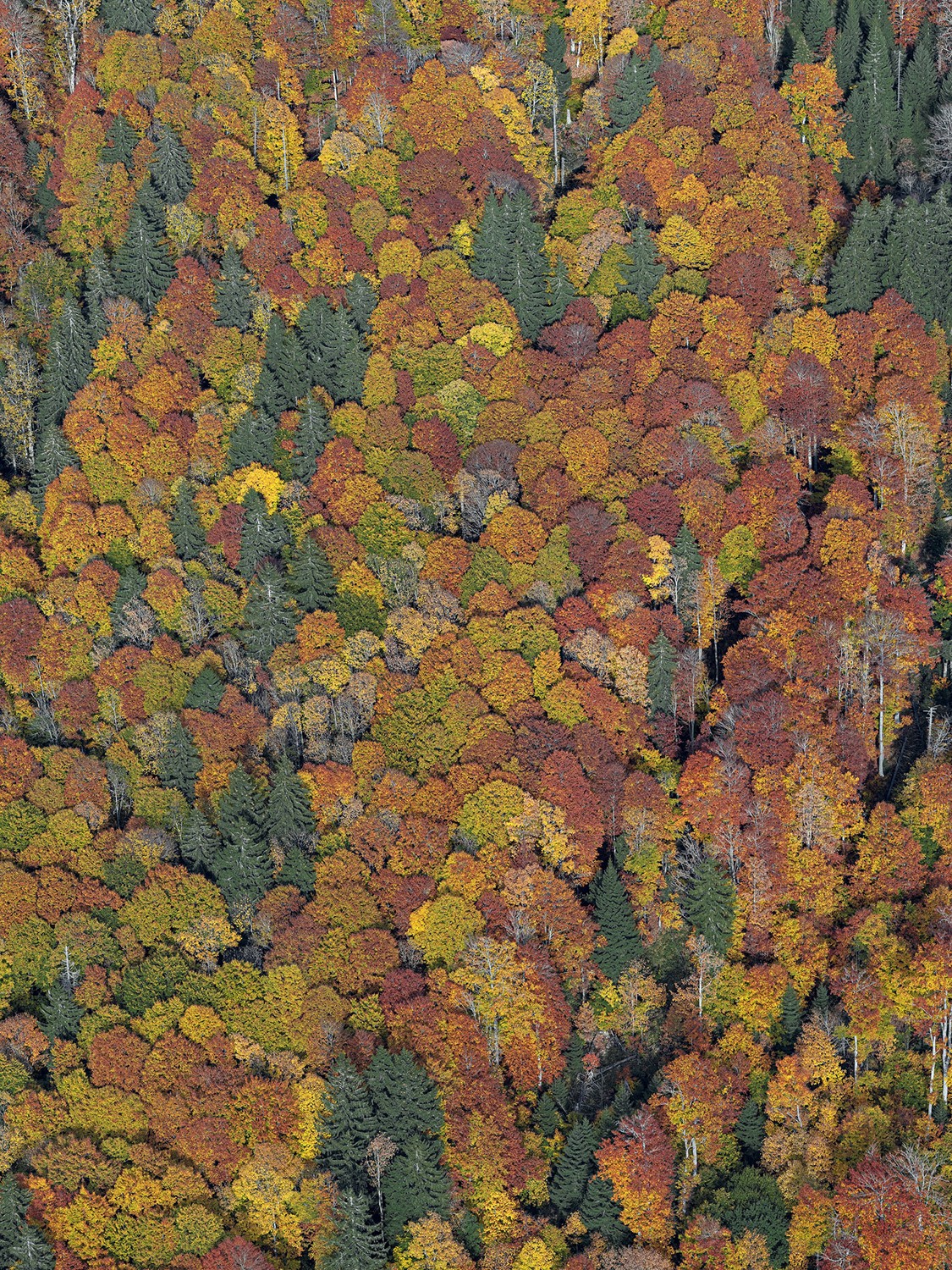 Bernhard Lang, Bavaria_Forest_001 Bernhard Lang, Bavaria_Forest_001