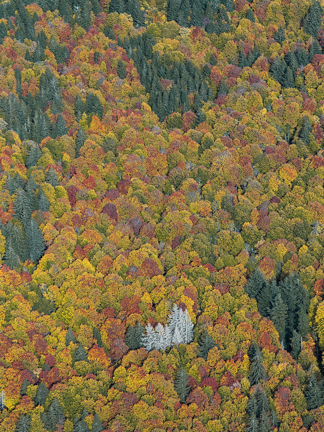 Bernhard Lang, Bavaria_Forest_002 Bernhard Lang, Bavaria_Forest_002