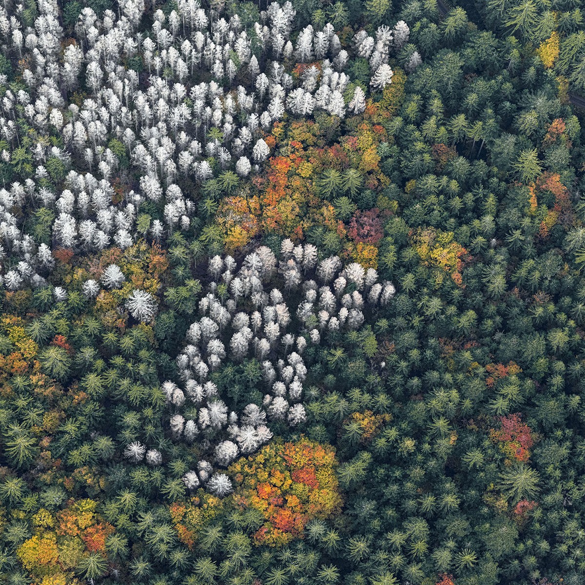 Bernhard Lang, Bavaria_Forest_014 Bernhard Lang, Bavaria_Forest_014
