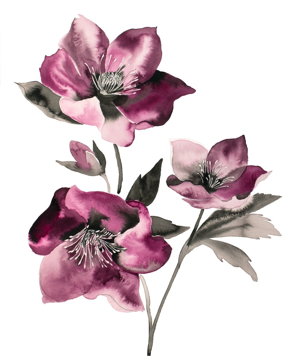 Elizabeth Becker, Hellebore No. 37 Elizabeth Becker, Hellebore No. 37