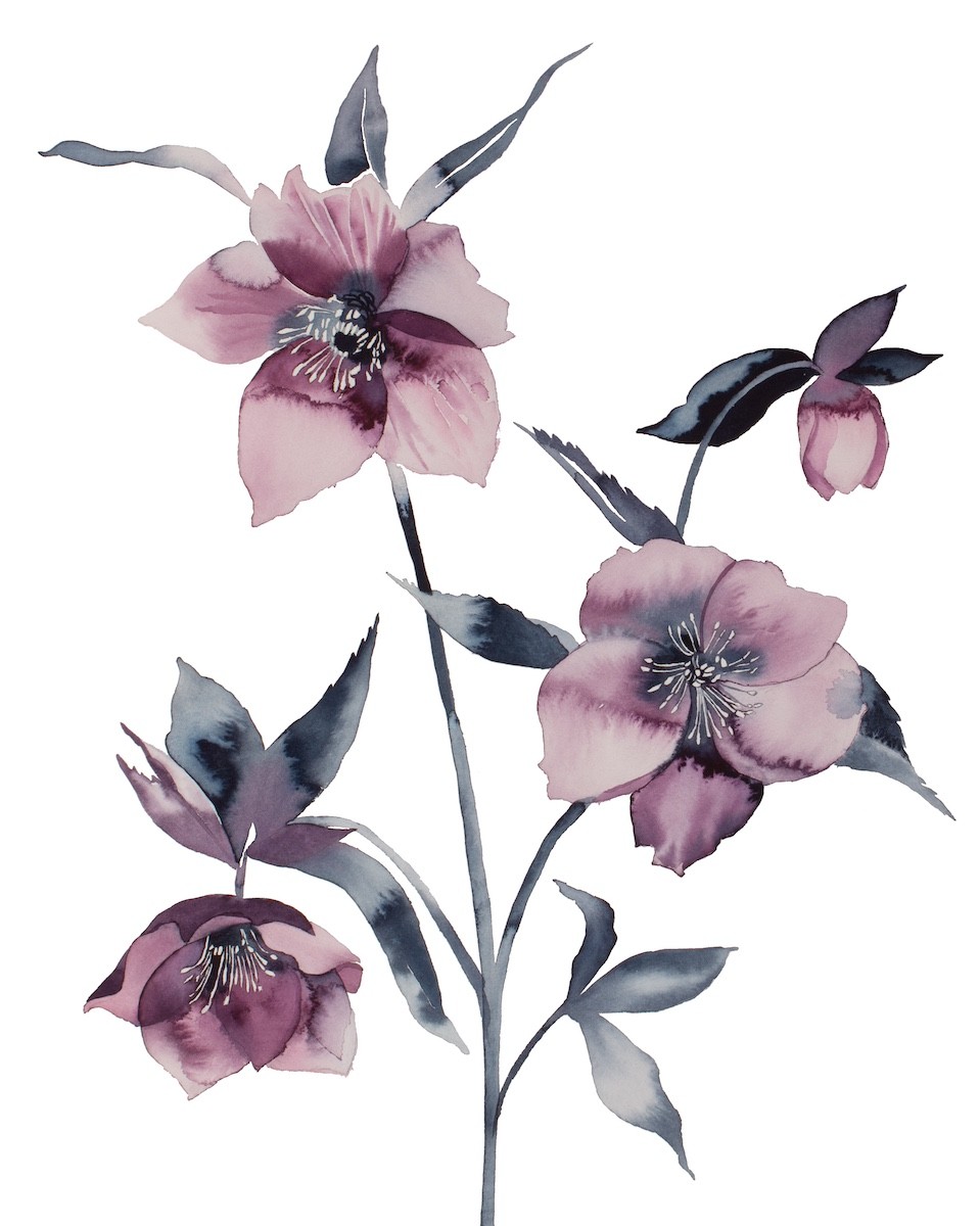 Elizabeth Becker, Hellebore No. 36 Elizabeth Becker, Hellebore No. 36
