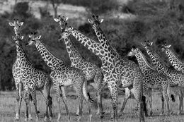 Fotografien, Giraffes, Tanzania, Africa, Araquém Alcântara