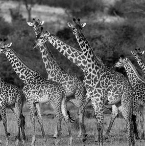Fotografien, Giraffes, Tanzania, Africa, Araquém Alcântara
