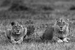 Fotografien, Lions, Tanzania, Africa, Araquém Alcântara