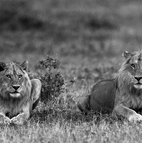 Fotografien, Lions, Tanzania, Africa, Araquém Alcântara