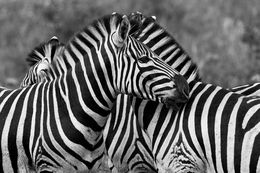 Fotografien, Zebras, Tanzania, Africa, Araquém Alcântara