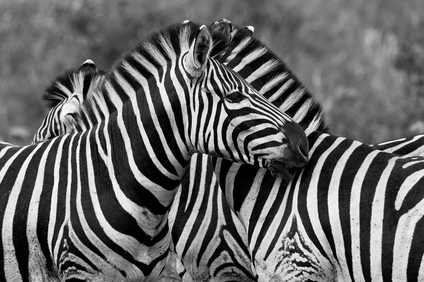 Araquém Alcântara, Zebras, Tanzania, Africa Araquém Alcântara, Zebras, Tanzania, Africa