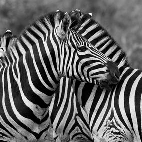 Fotografien, Zebras, Tanzania, Africa, Araquém Alcântara