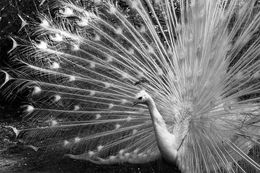 Fotografien, Peacock, Araquém Alcântara