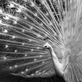 Fotografien, Peacock, Araquém Alcântara
