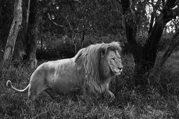 Fotografien, Lion, Tanzania, Africa, Araquém Alcântara