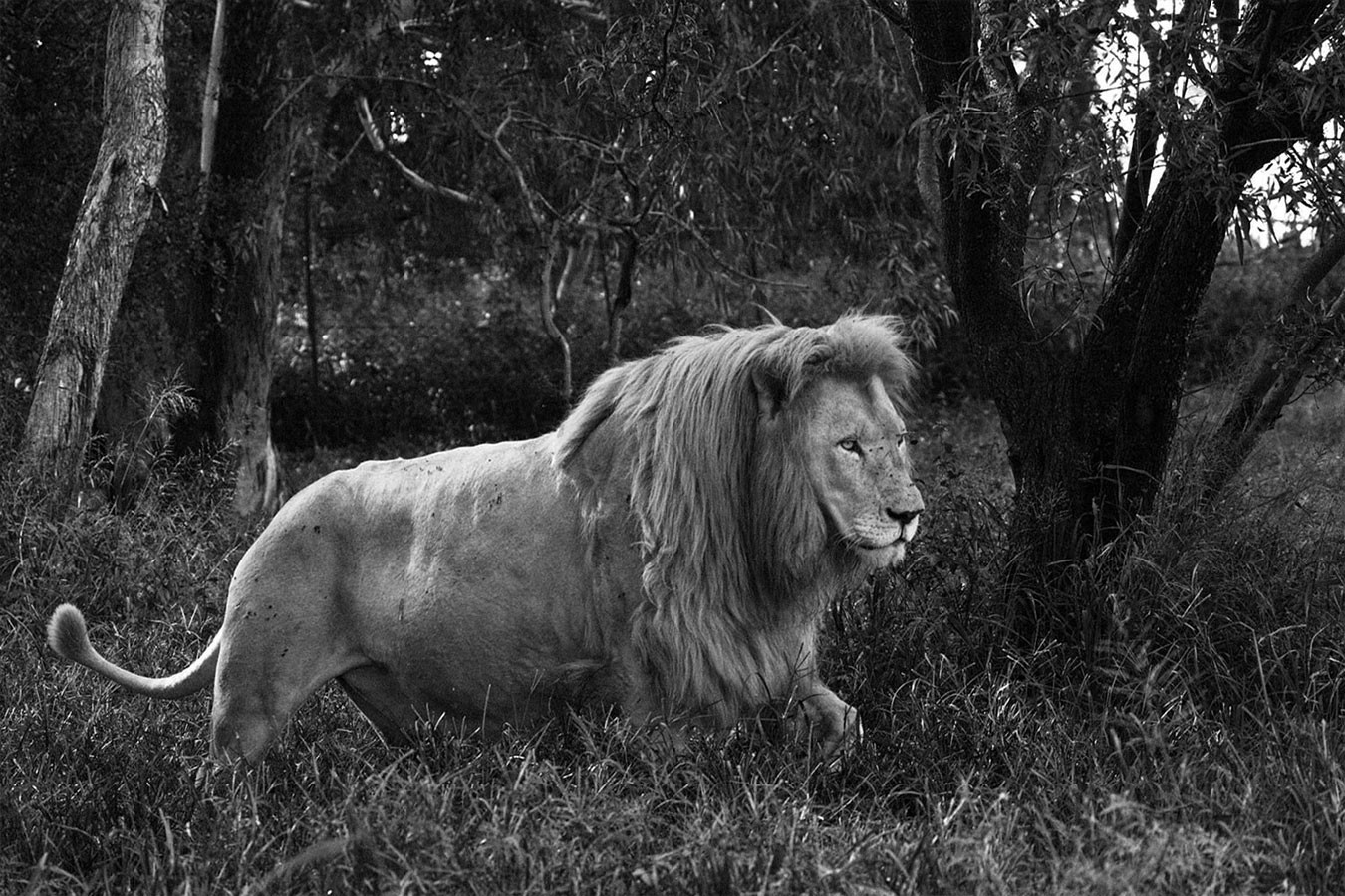 Araquém Alcântara, Lion, Tanzania, Africa Araquém Alcântara, Lion, Tanzania, Africa