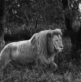 Fotografien, Lion, Tanzania, Africa, Araquém Alcântara