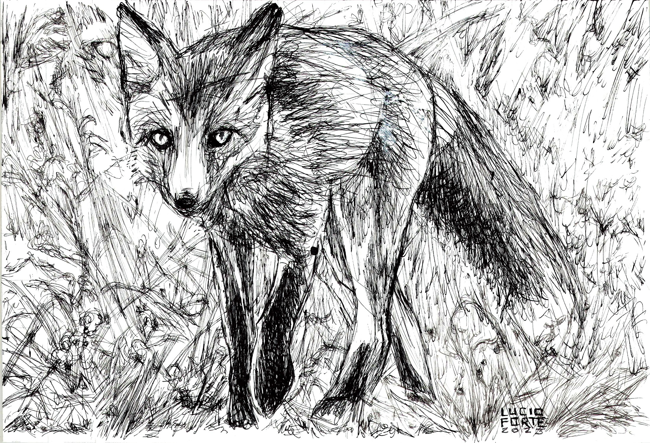Lucio Forte, Fox Lucio Forte, Fox