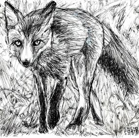 Fine Art Drawings, Fox, Lucio Forte