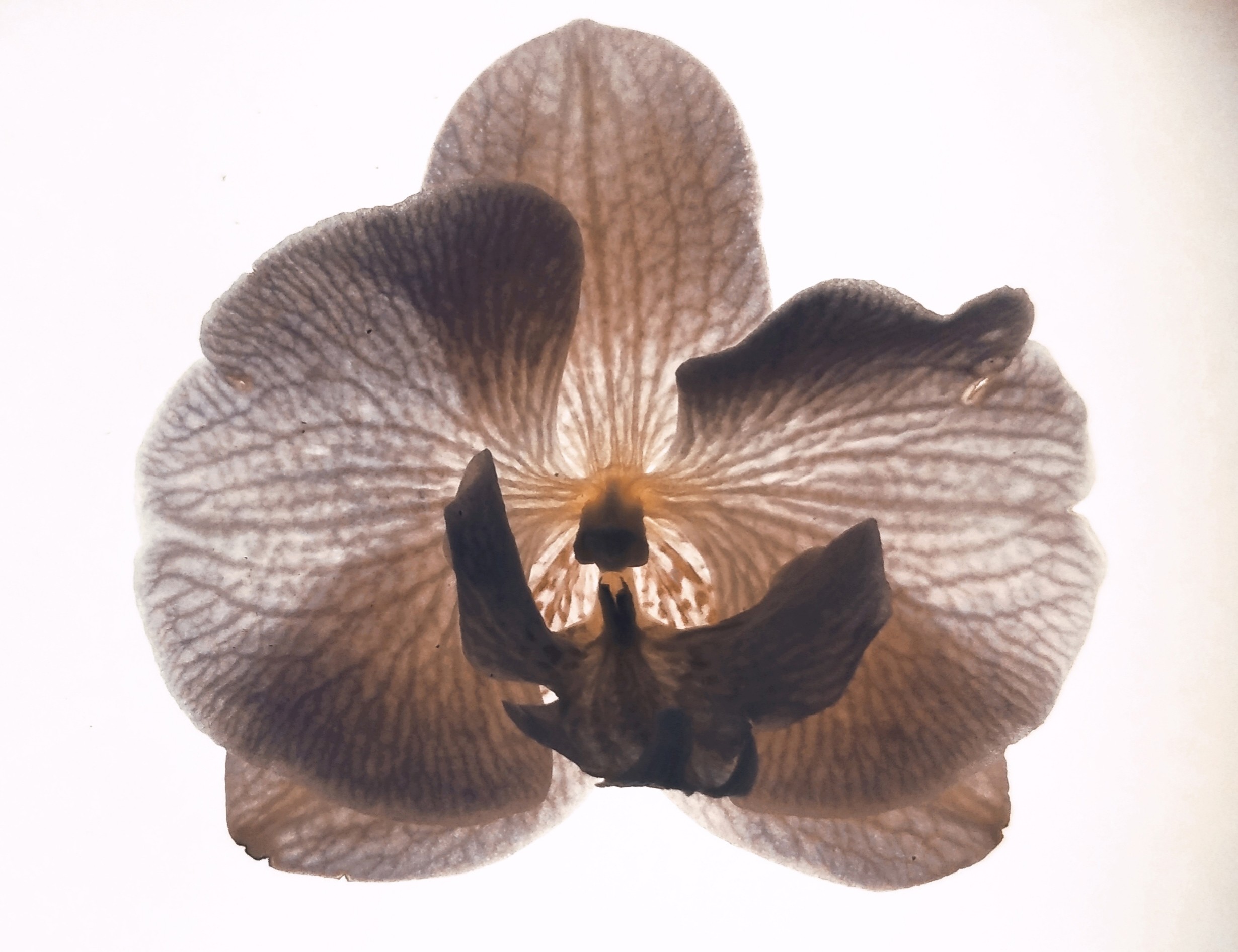Zornitsa Gramkova, XIV Phalaenopsis Zornitsa Gramkova, XIV Phalaenopsis