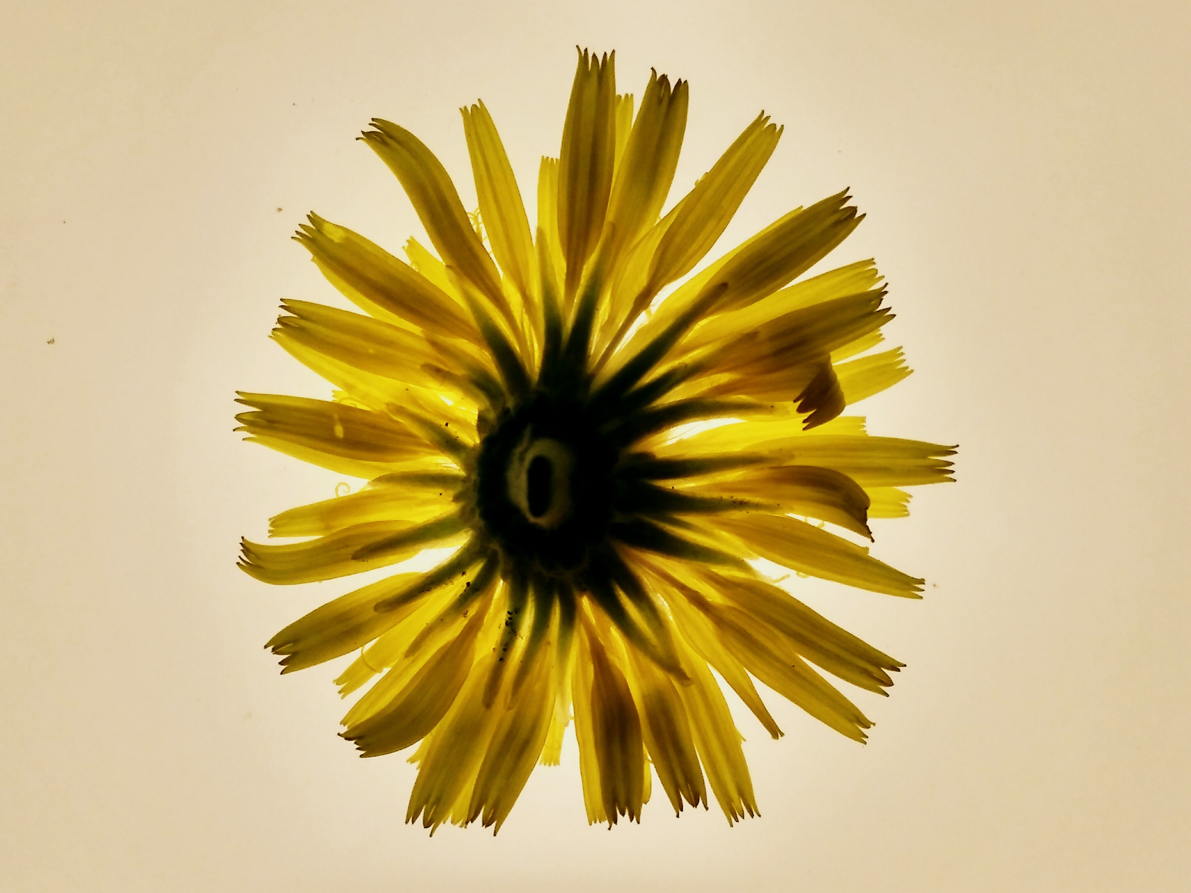Zornitsa Gramkova, XVIII Taraxacum Zornitsa Gramkova, XVIII Taraxacum