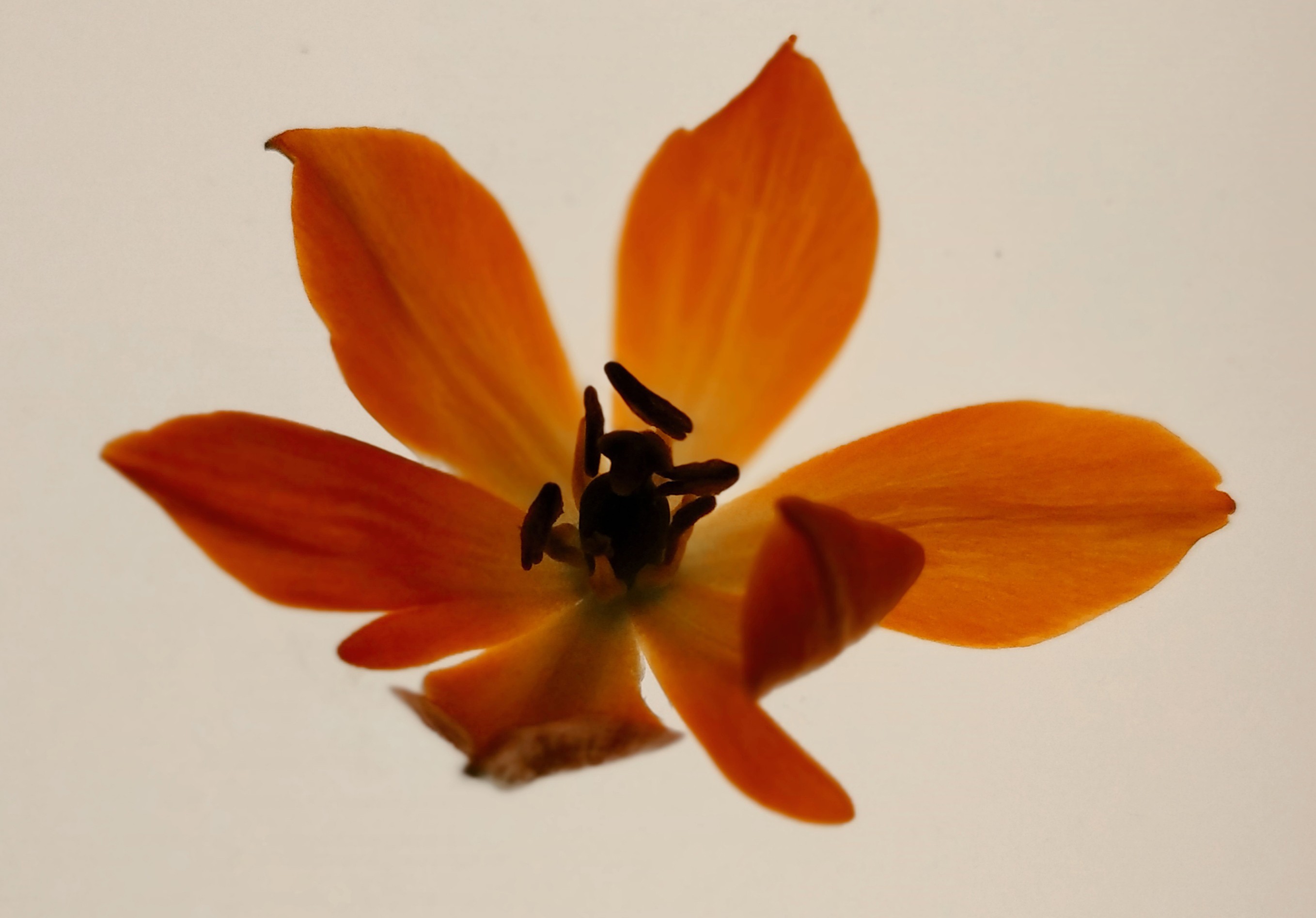 Zornitsa Gramkova, XX Ornithogalum Zornitsa Gramkova, XX Ornithogalum
