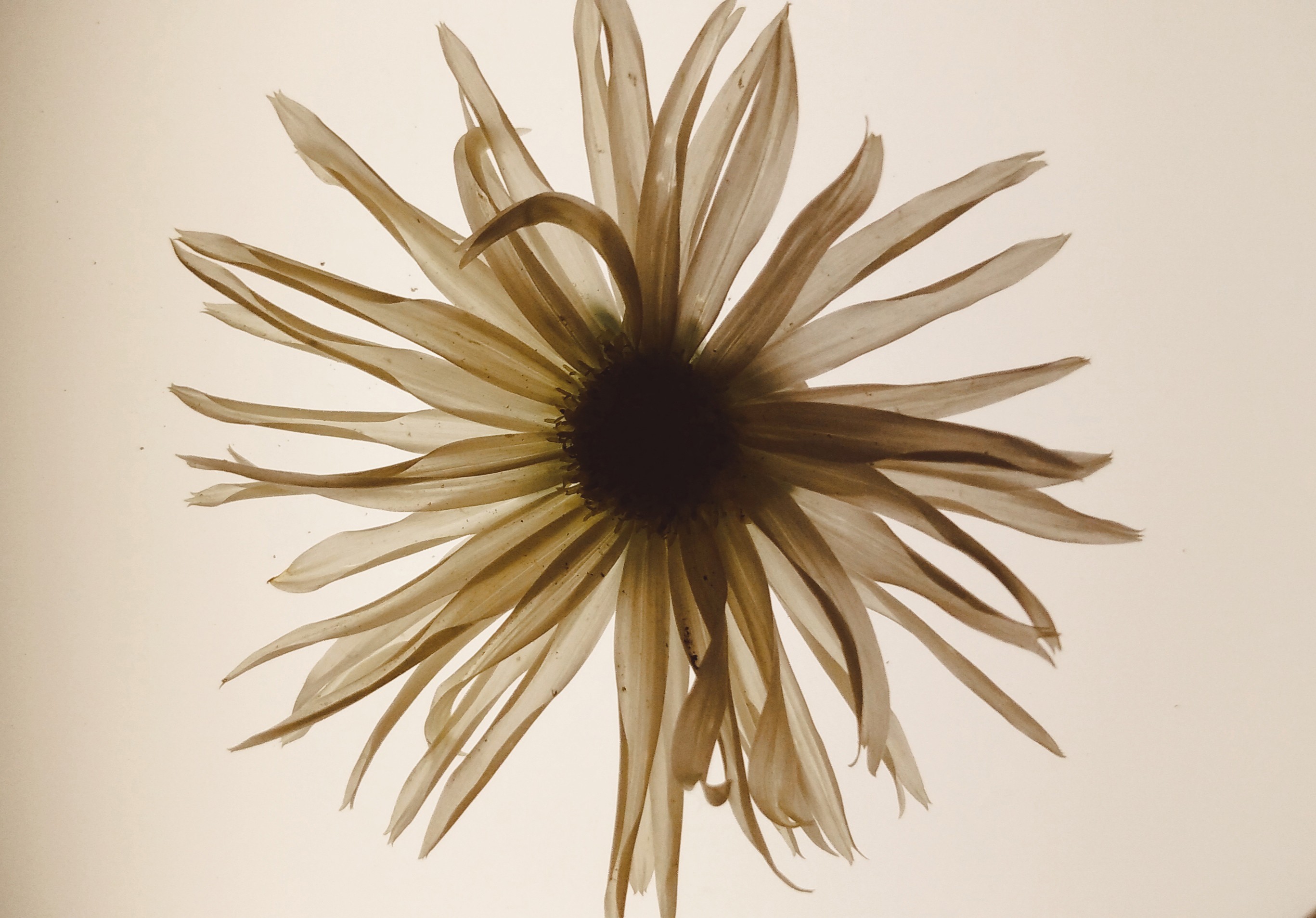 Zornitsa Gramkova, XXI Chrysanthemum Zornitsa Gramkova, XXI Chrysanthemum