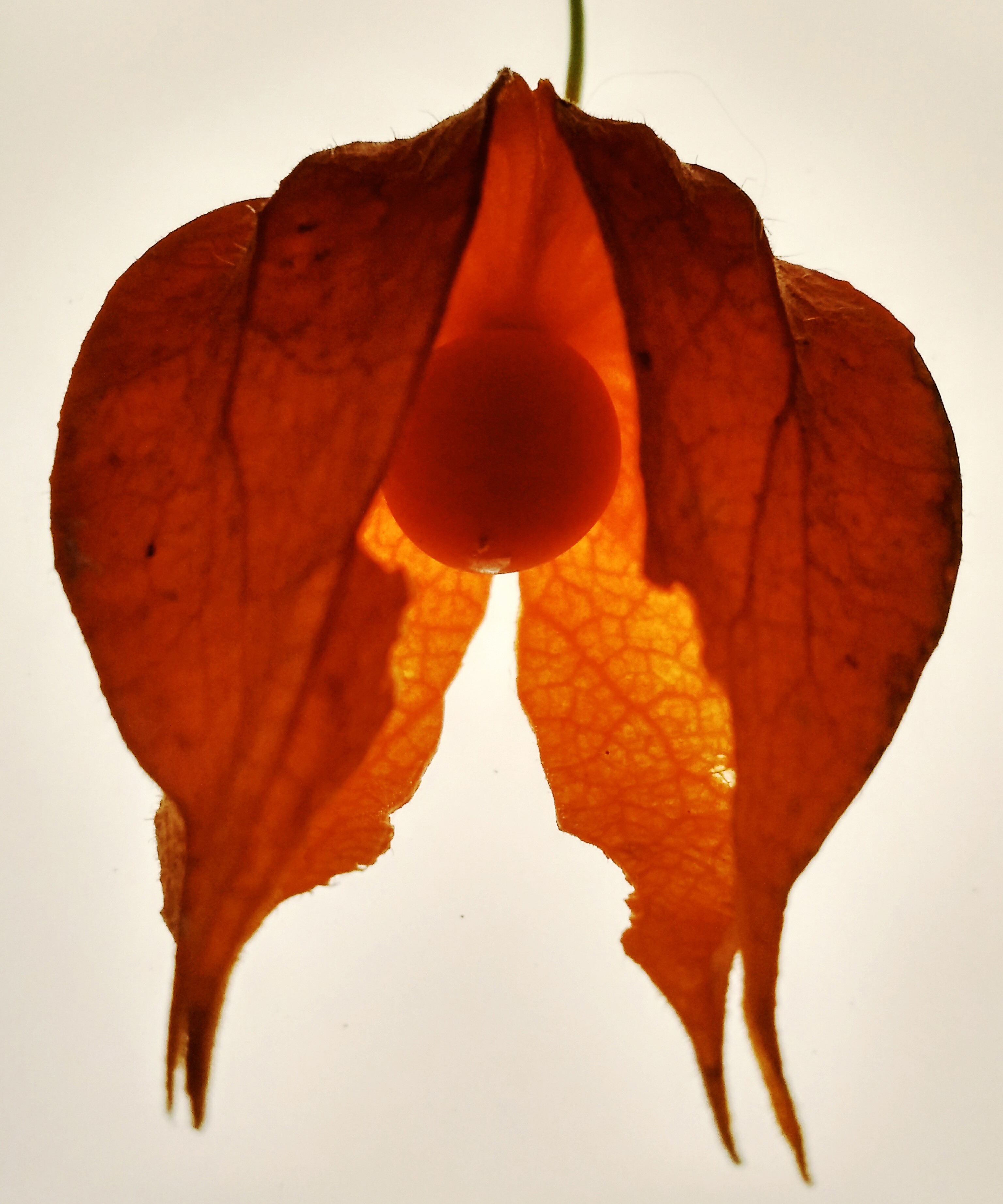 Zornitsa Gramkova, XXIX Physalis Zornitsa Gramkova, XXIX Physalis