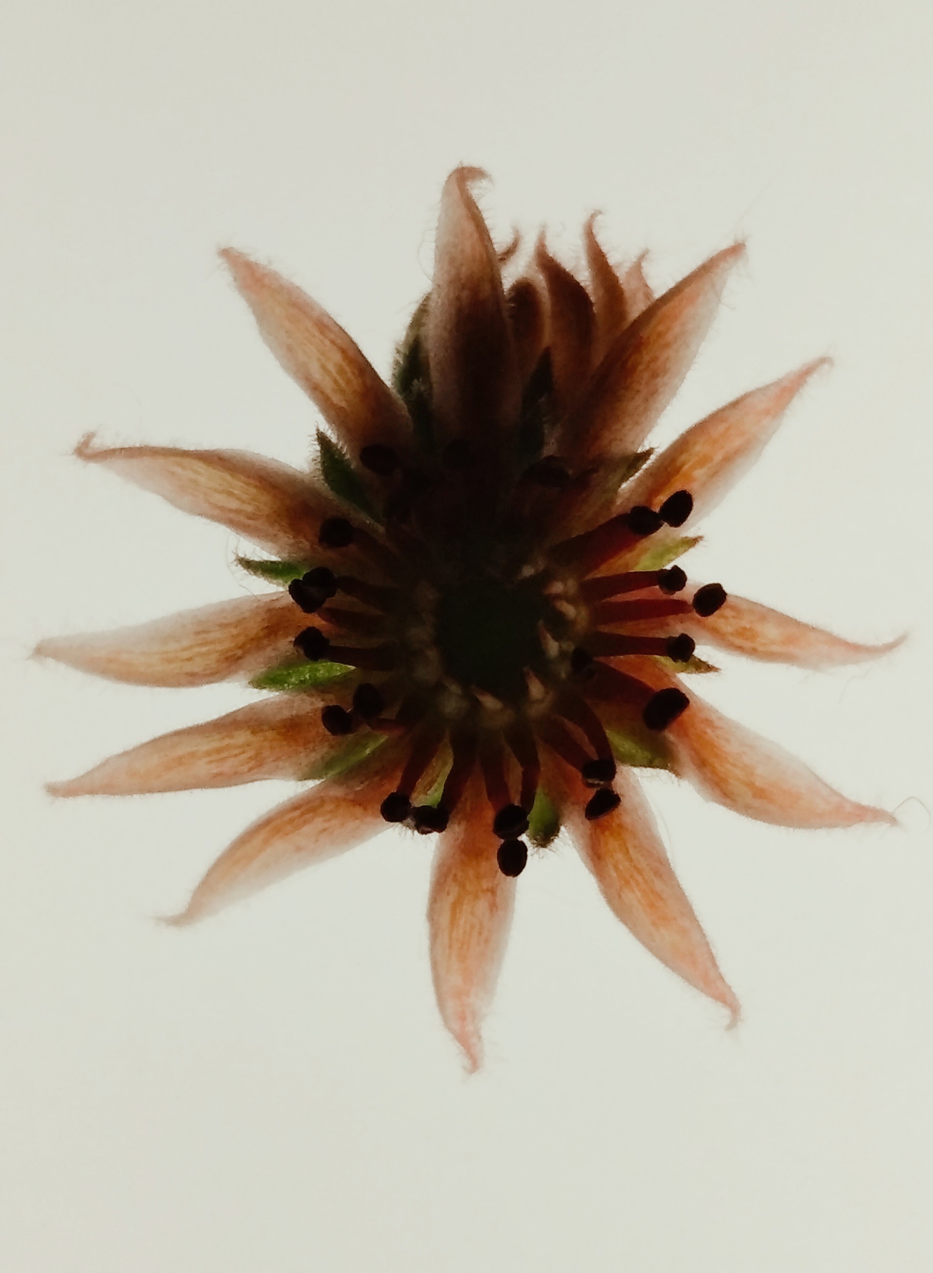 Zornitsa Gramkova, XXVIII Sempervivum Zornitsa Gramkova, XXVIII Sempervivum