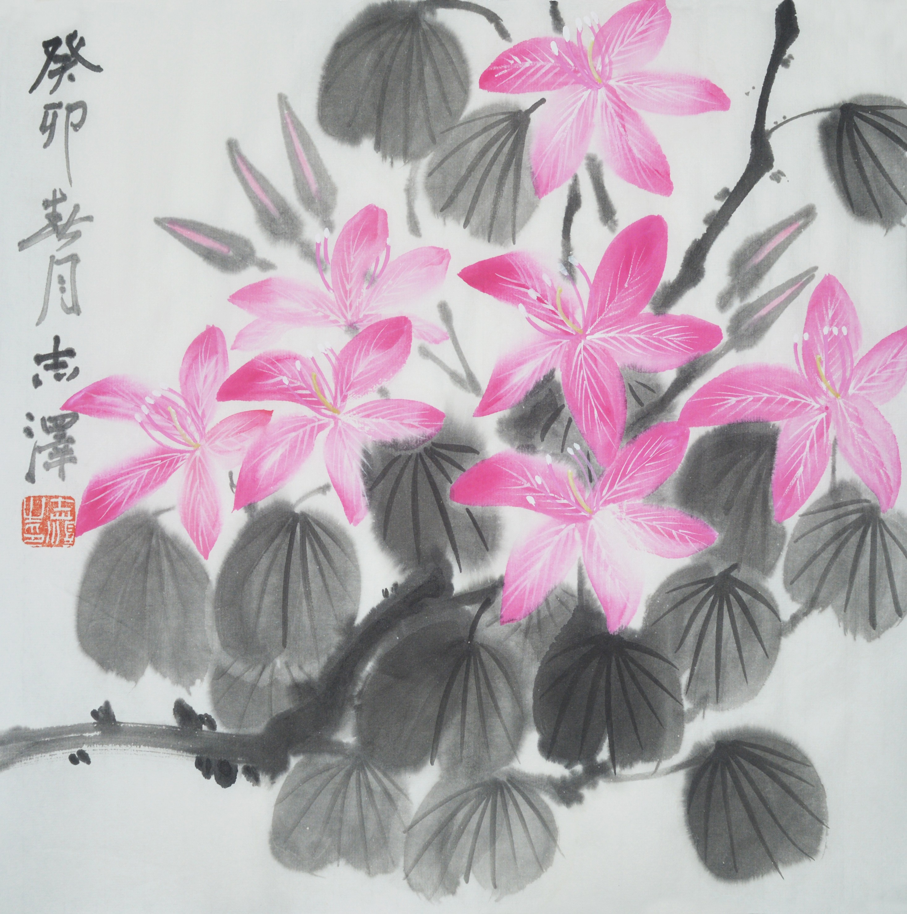 Zhize Lv, Bauhinia Purpurea Zhize Lv, Bauhinia Purpurea