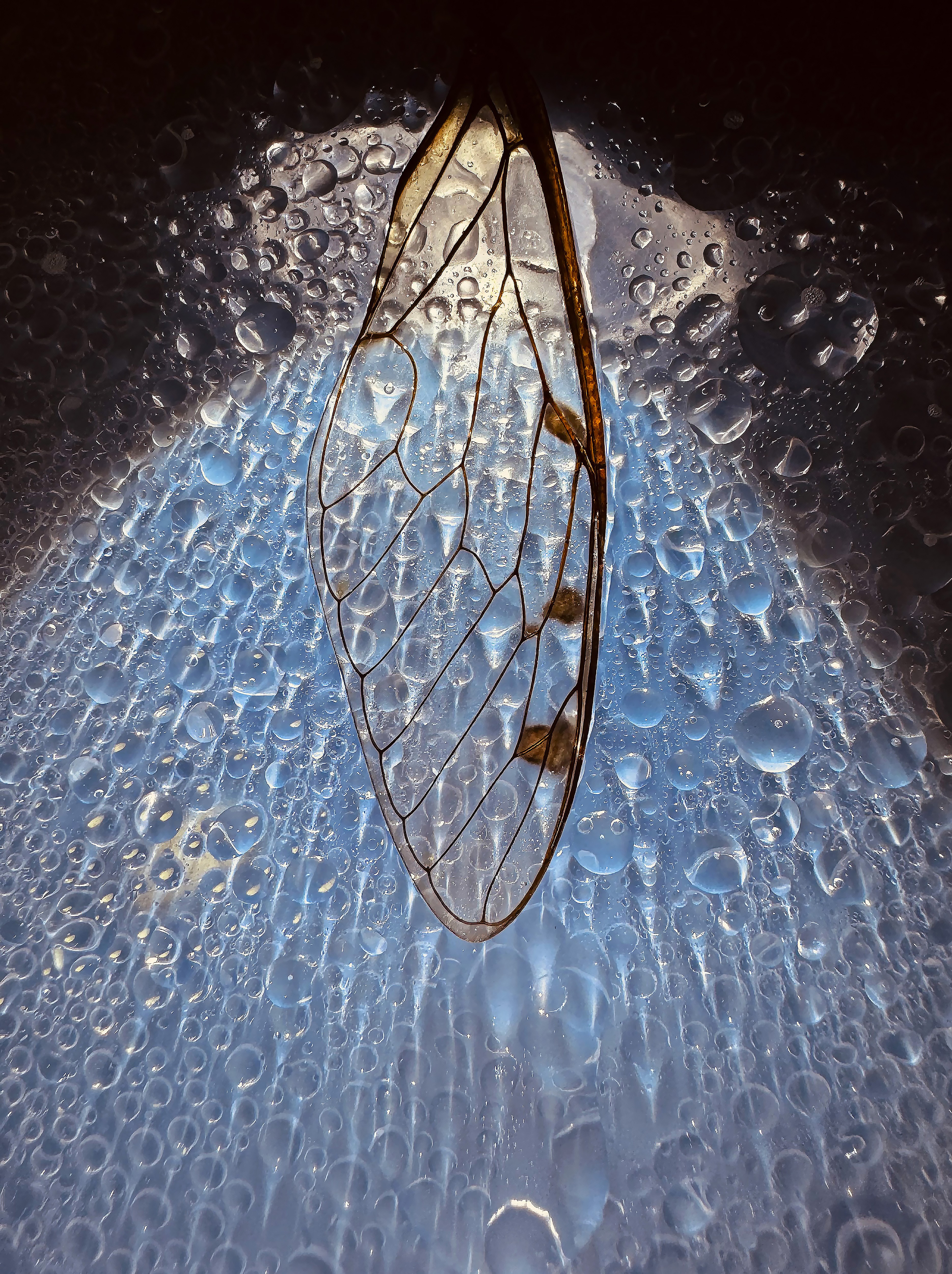 Sylvia Fournier, Celestial Wing Sylvia Fournier, Celestial Wing