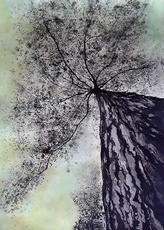 Alvaro Petritoli, Pine canopy Alvaro Petritoli, Pine canopy