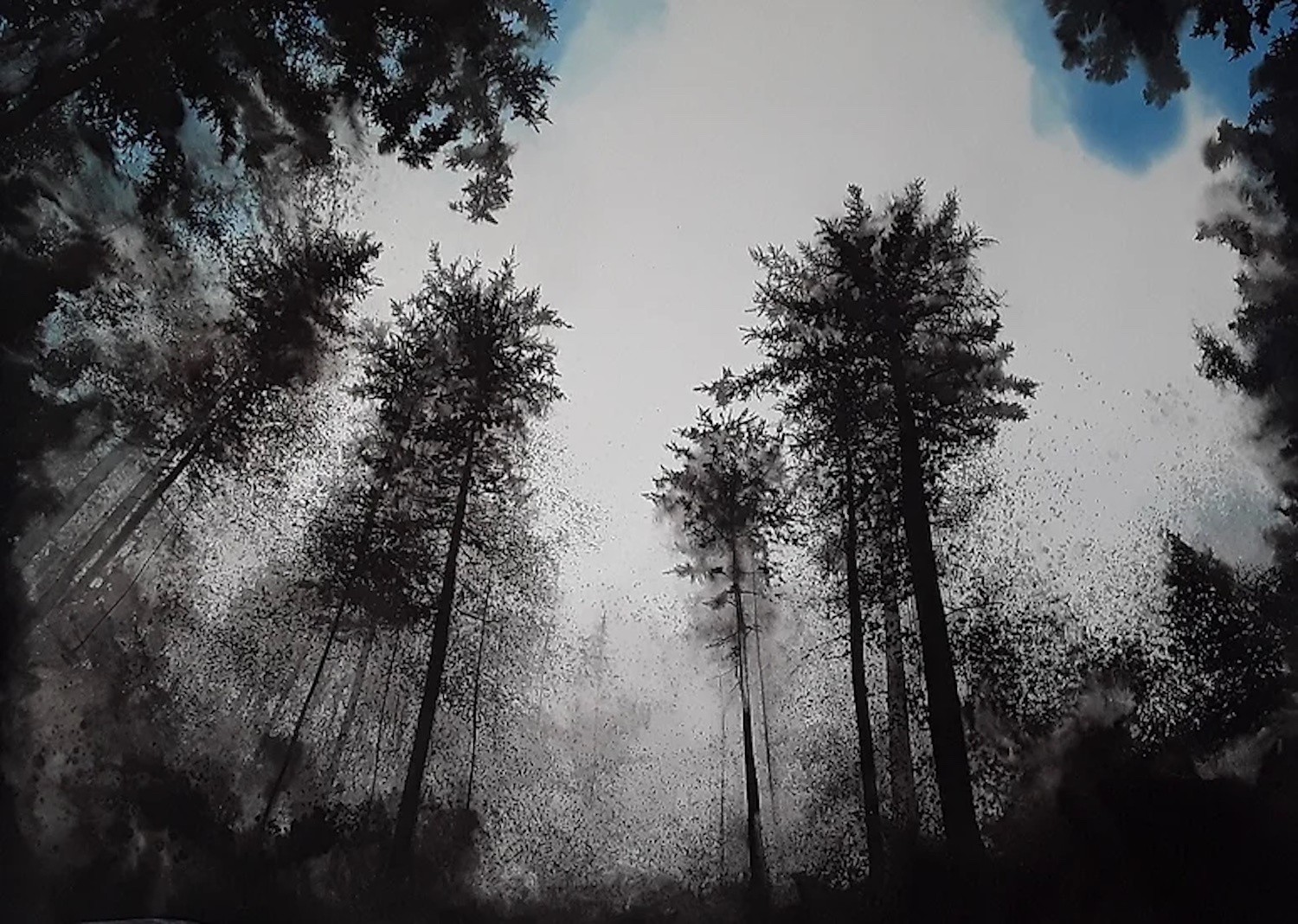 Alvaro Petritoli, Forest convergence blue sky Alvaro Petritoli, Forest convergence blue sky