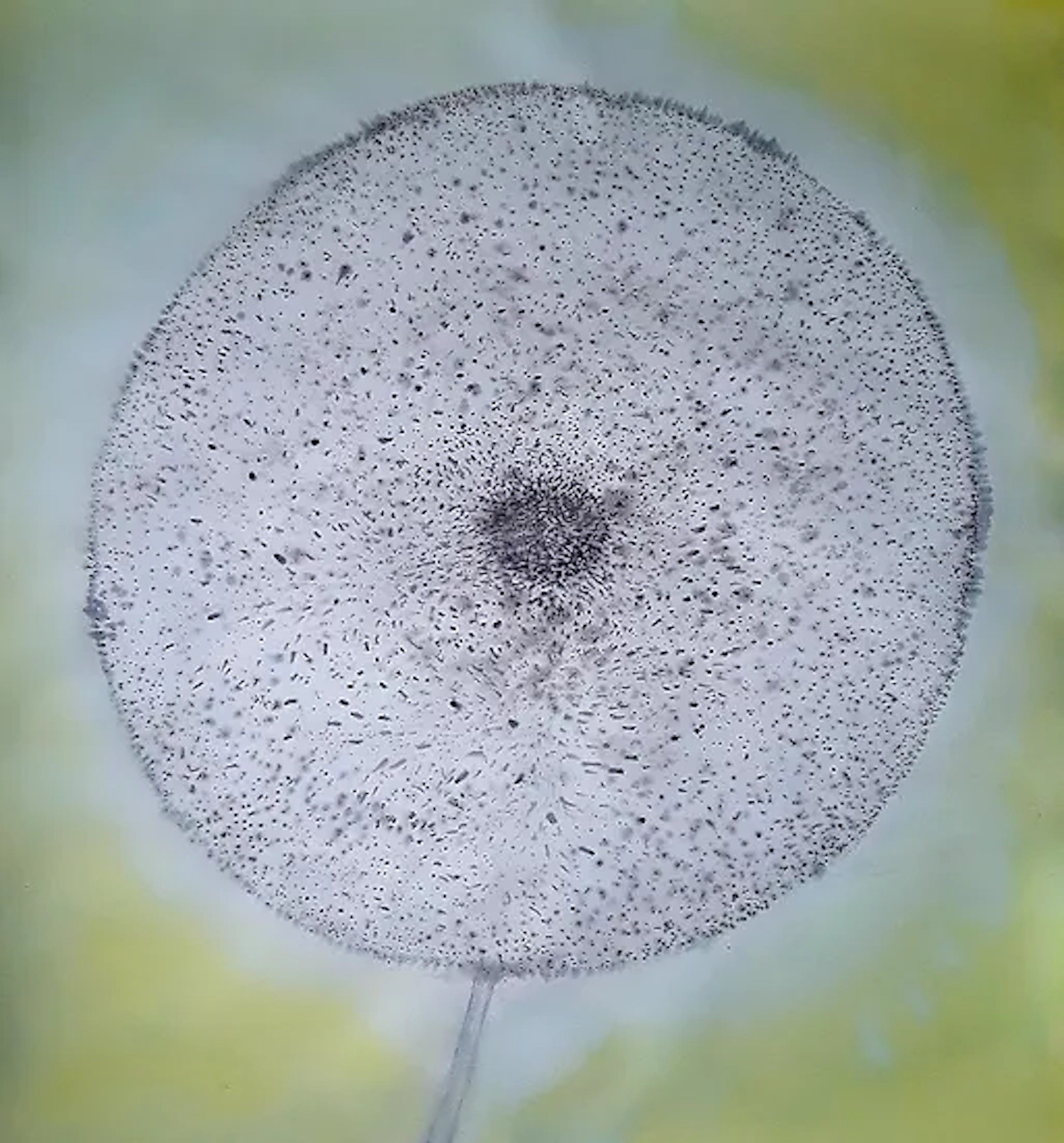 Alvaro Petritoli, Dandelion II Alvaro Petritoli, Dandelion II