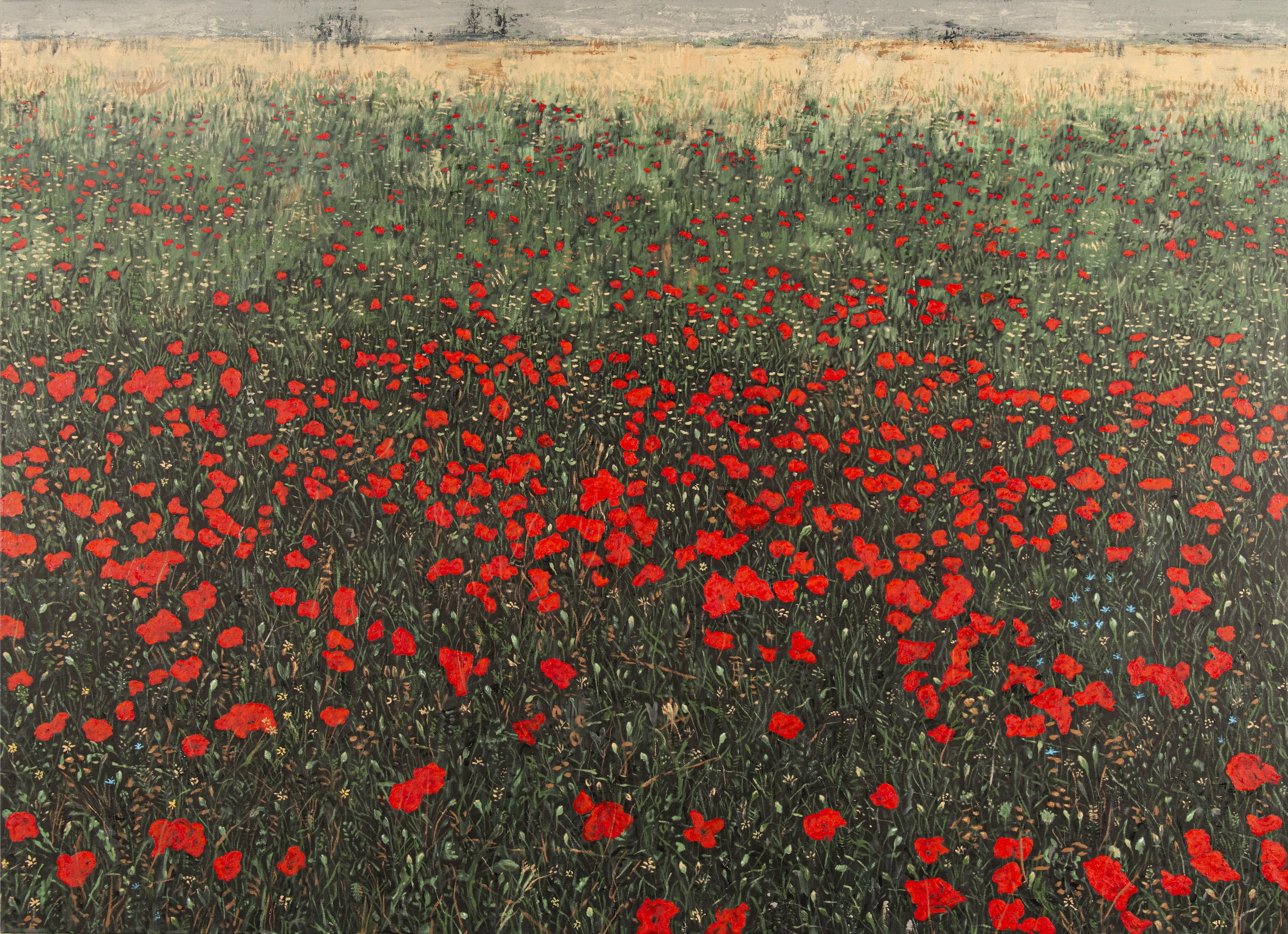 Paul Manes, Untitled Larg Poppy Paul Manes, Untitled Larg Poppy