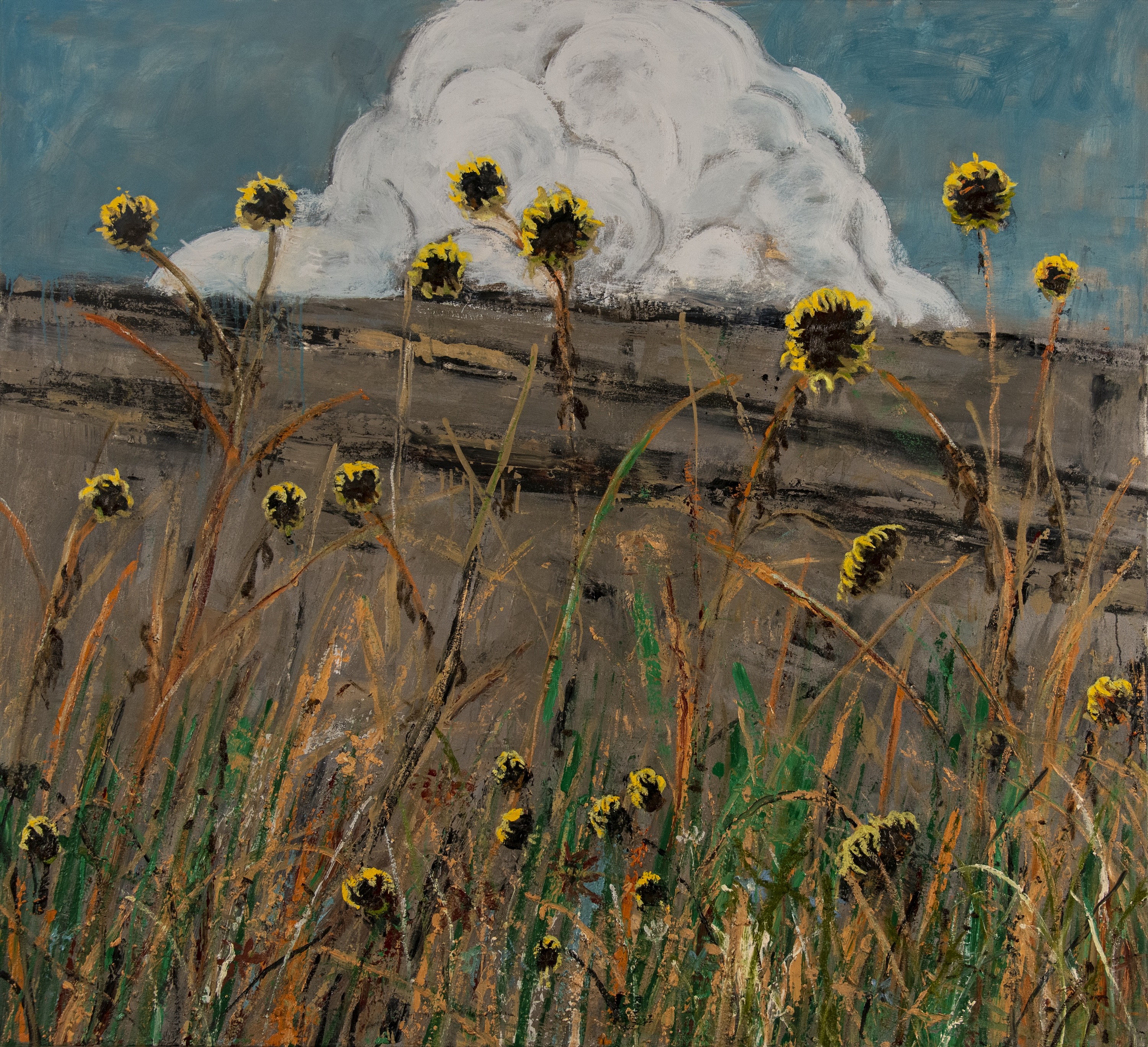Paul Manes, Untitled Sunflower Paul Manes, Untitled Sunflower
