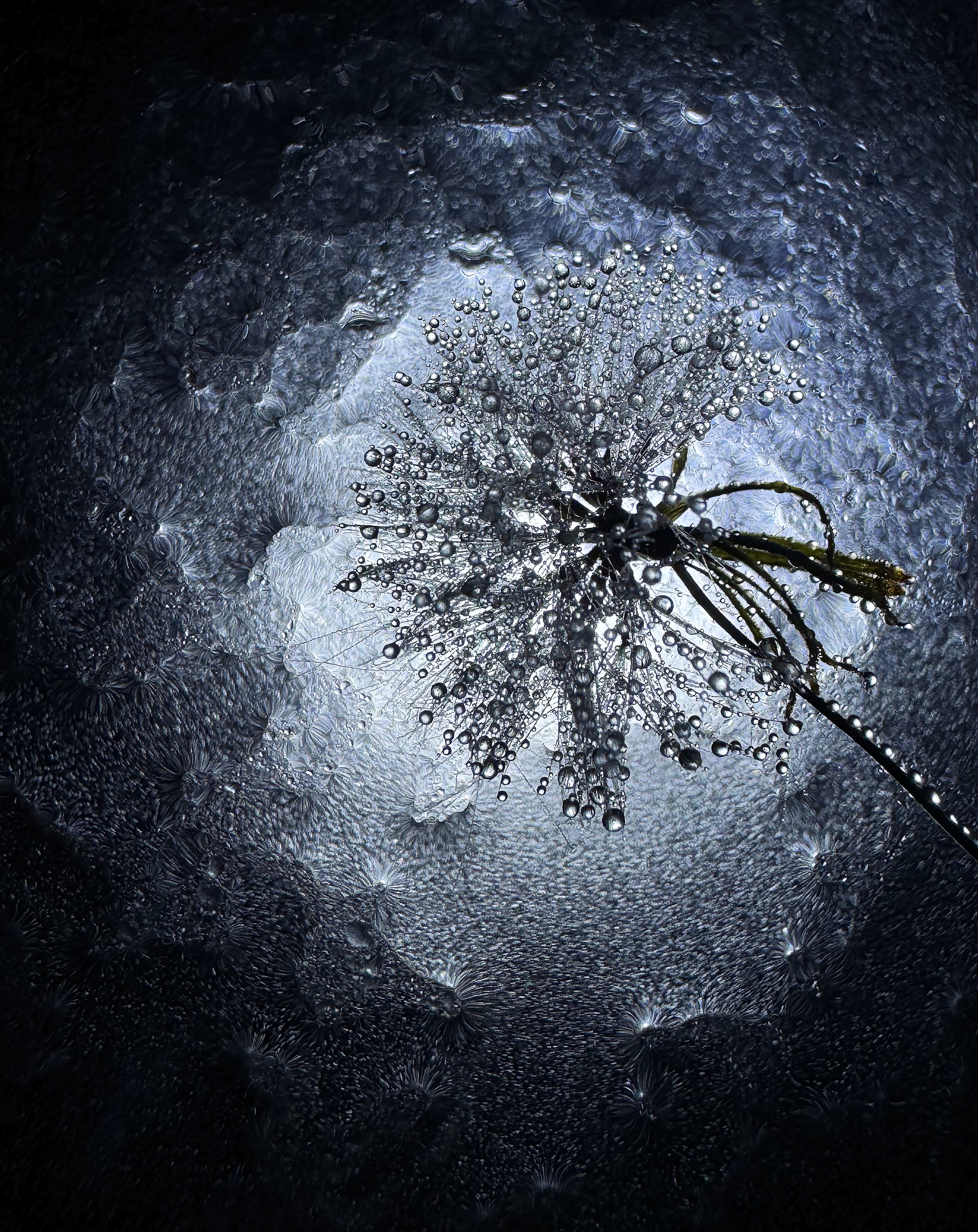 Sylvia Fournier, Water Magic Sylvia Fournier, Water Magic