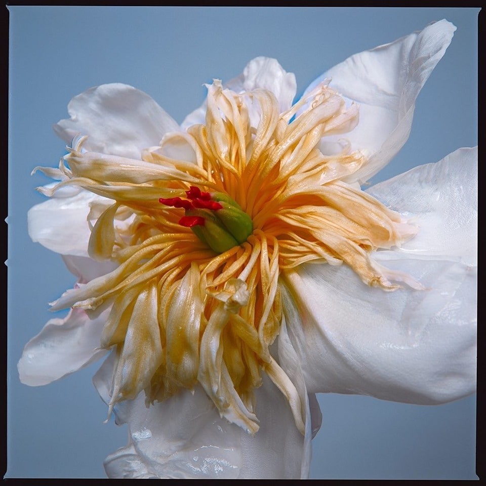 Tyler Shields, Exotic Emperor Tulip II (XL) Tyler Shields, Exotic Emperor Tulip II (XL)