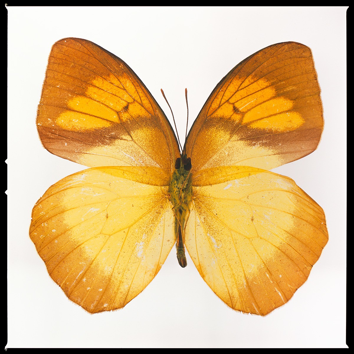 Tyler Shields, Finding Beauty (M) Tyler Shields, Finding Beauty (M)