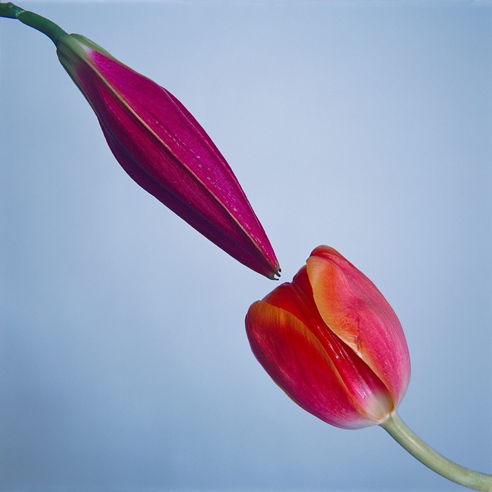 Tyler Shields, Pollination (M) Tyler Shields, Pollination (M)