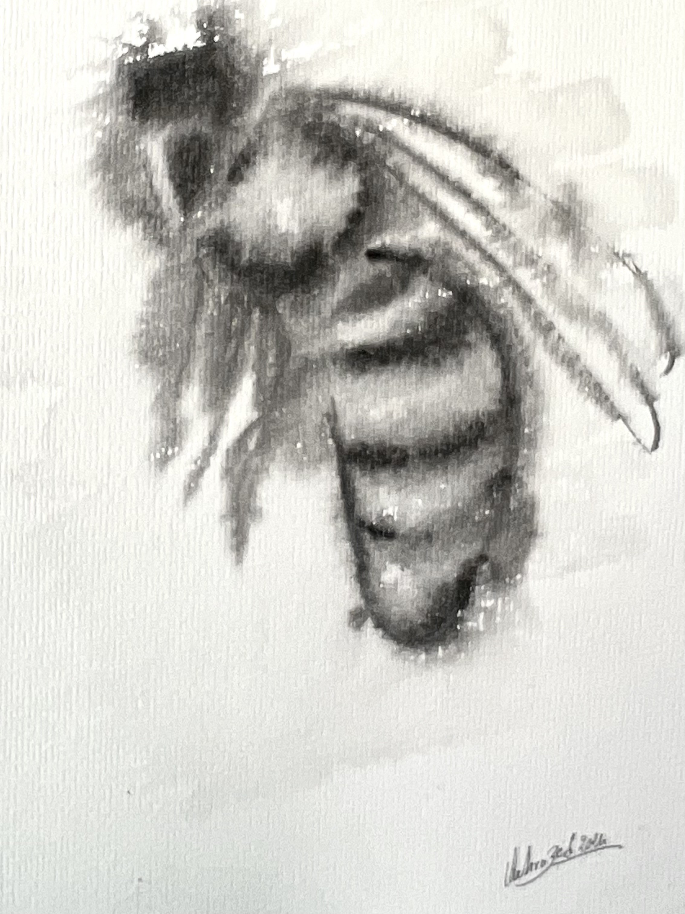 Chahrazed Fekih, Abeille II Chahrazed Fekih, Abeille II