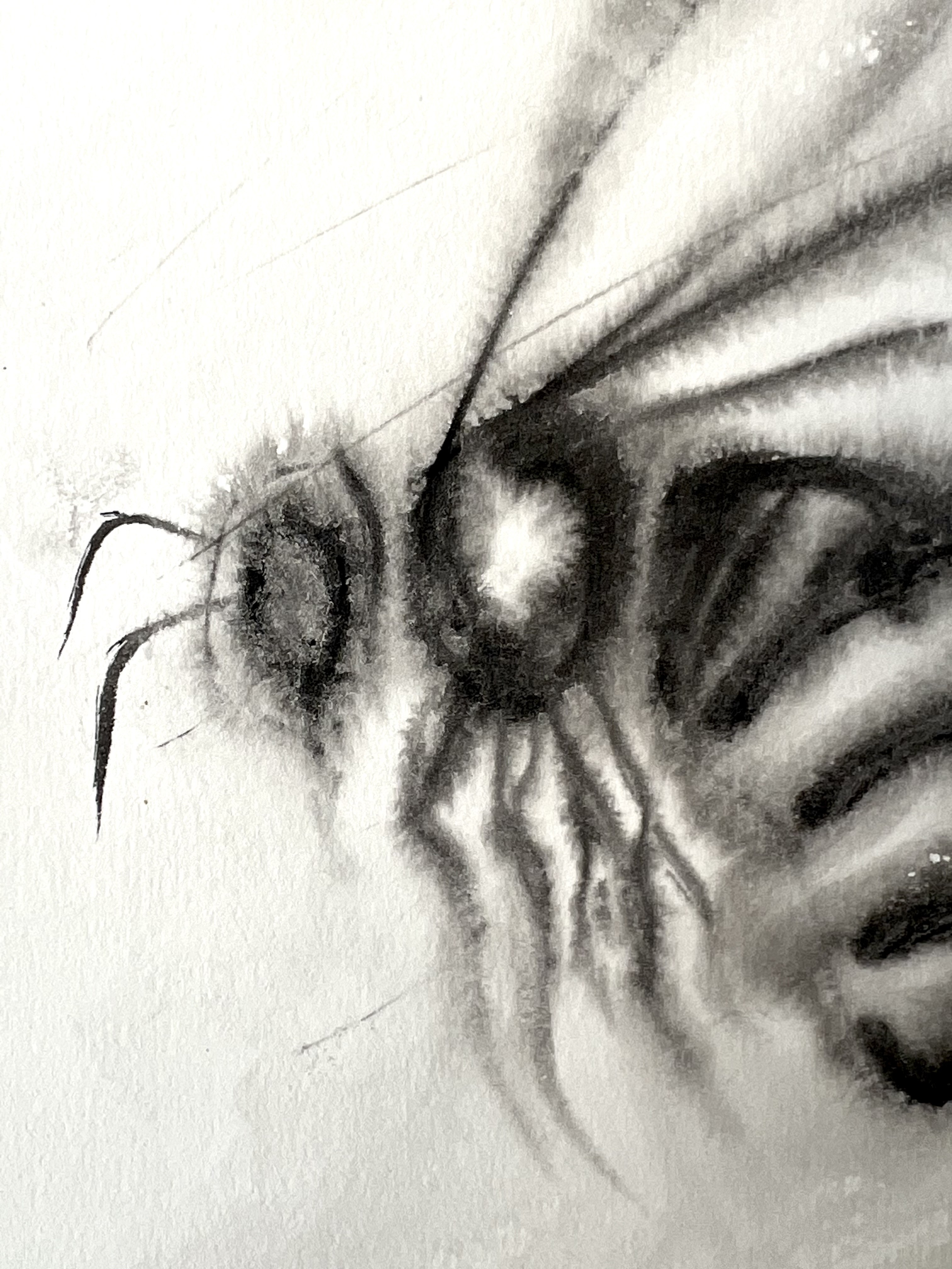 Chahrazed Fekih, Abeille III Chahrazed Fekih, Abeille III