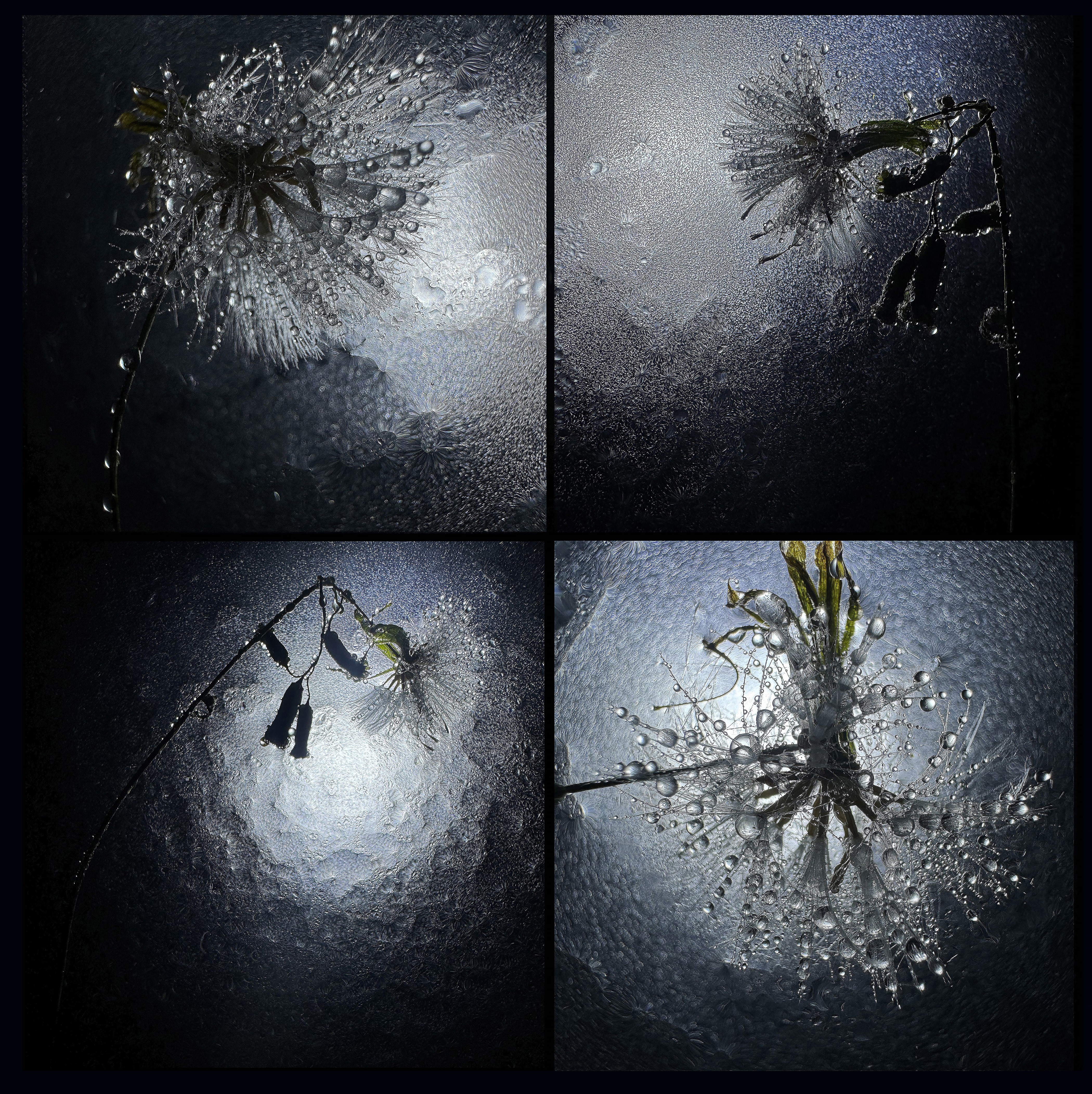 Sylvia Fournier, Dandeliondance Sylvia Fournier, Dandeliondance