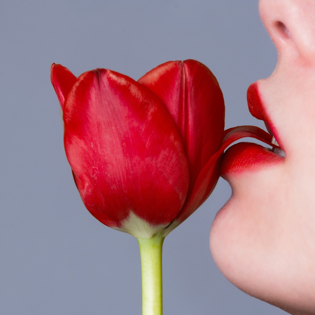 Tyler Shields, Tulip (L) Tyler Shields, Tulip (L)