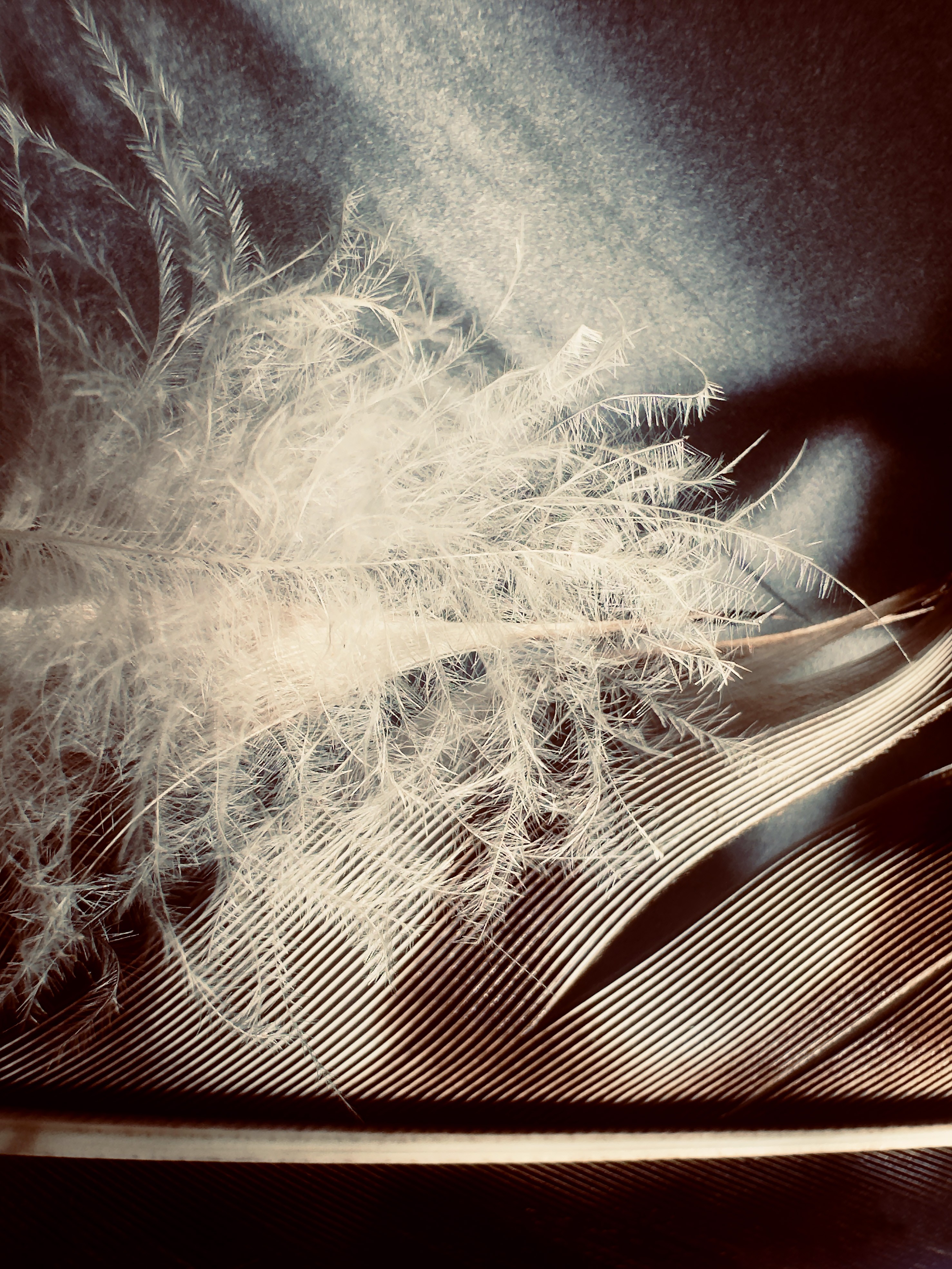 Sylvia Fournier, Tenderness Sylvia Fournier, Tenderness