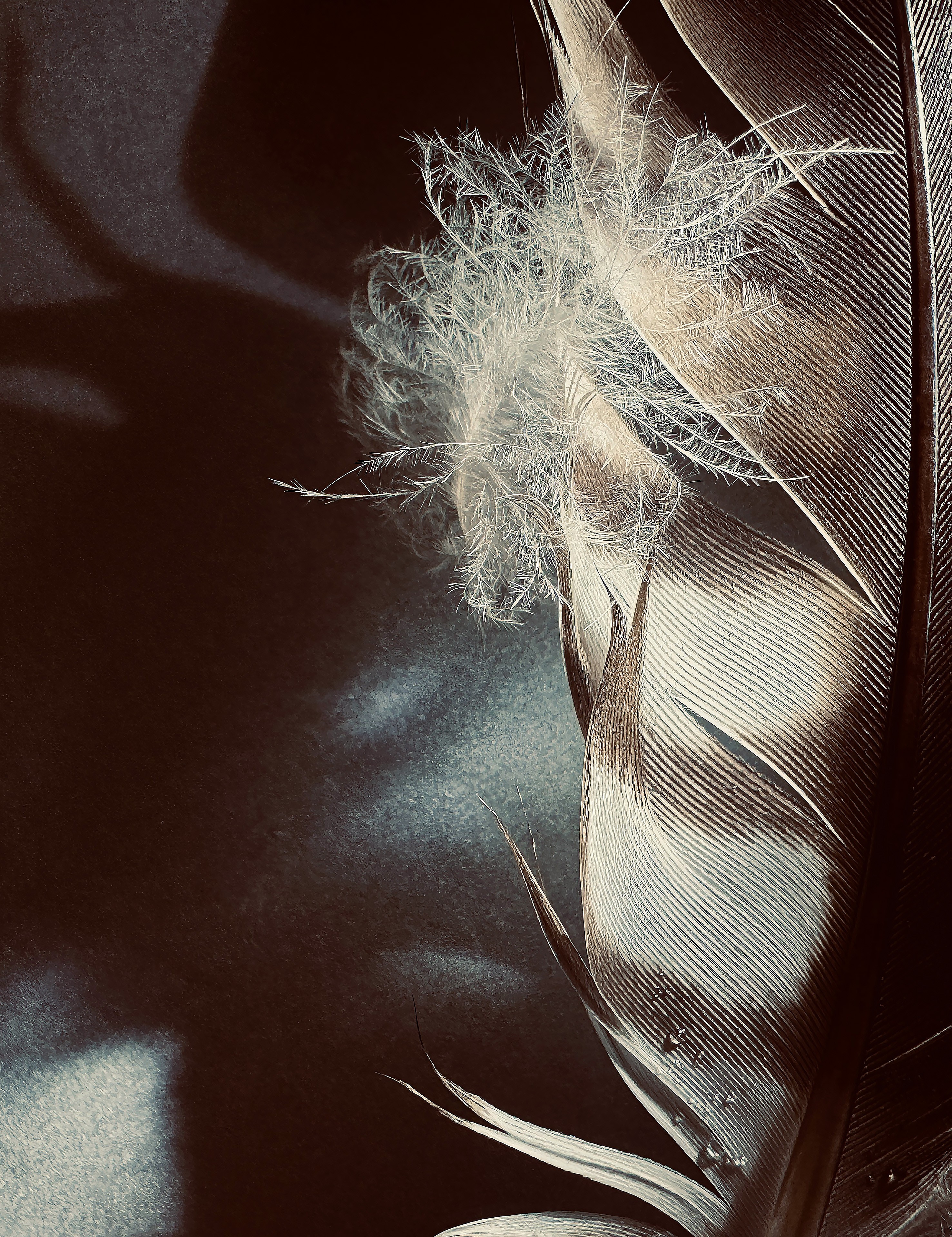 Sylvia Fournier, A Touch of Tenderness Sylvia Fournier, A Touch of Tenderness
