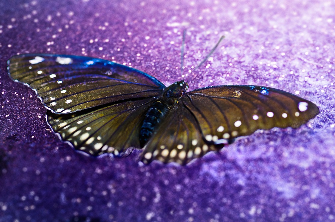 David Drebin, Fragile Beauty (Lightbox) David Drebin, Fragile Beauty (Lightbox)