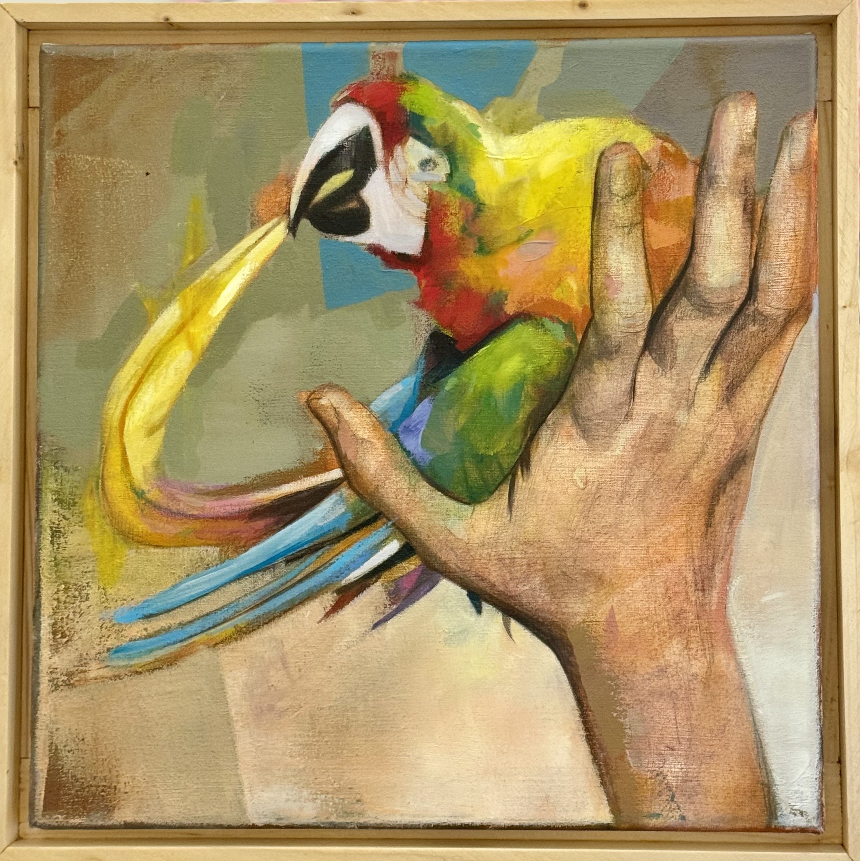 Kane Mclay, Harlequin Macaw Kane Mclay, Harlequin Macaw