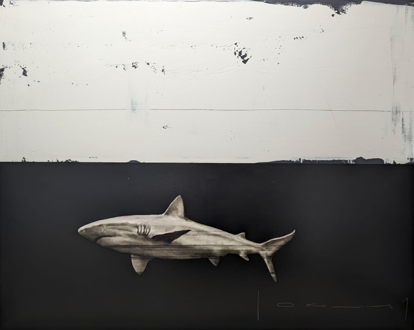 Stéphane Joannes, Requin Stéphane Joannes, Requin