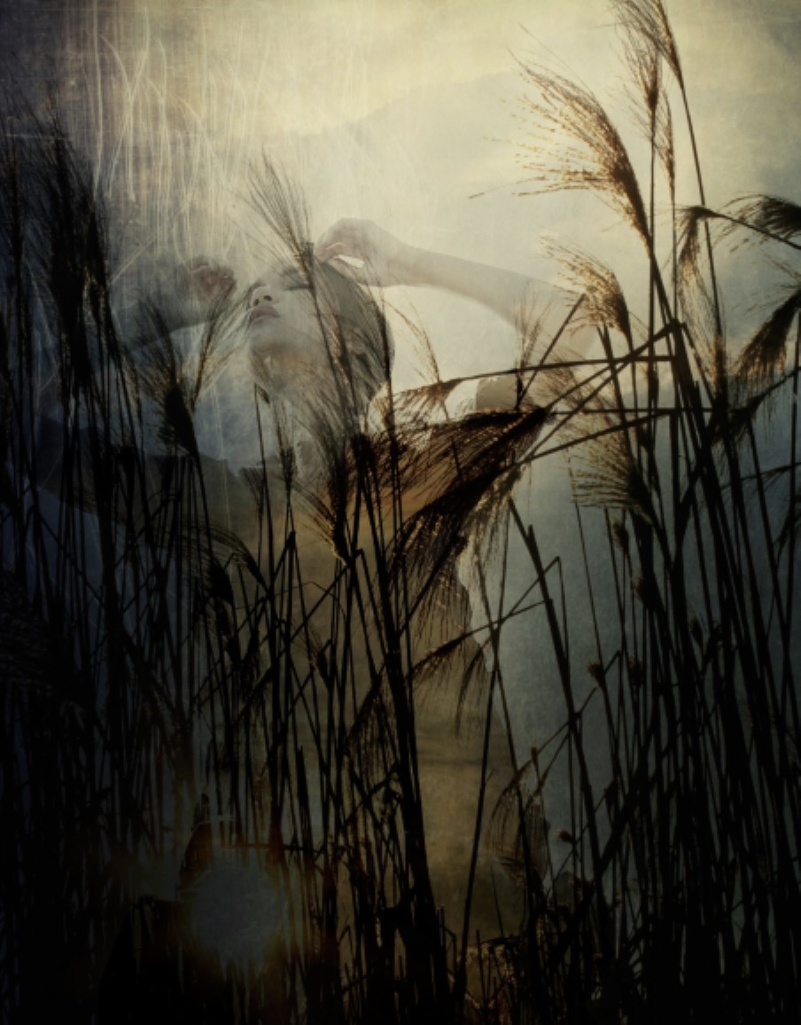 Sinden Collier, Sugar Cane Alley (medium print) Sinden Collier, Sugar Cane Alley (medium print)