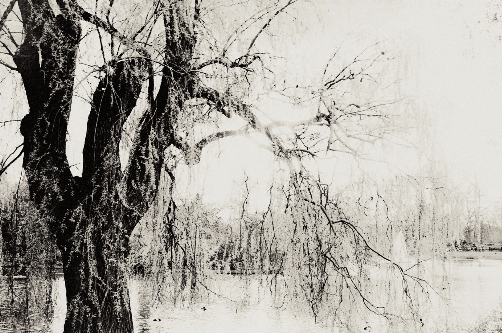 Sinden Collier, L'Arbre du Lac (medium print) Sinden Collier, L'Arbre du Lac (medium print)